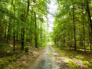 Yeşil ormanda yol. Yaz ormanı manzarası. Kuzey Polonya doğası. Seyahat ve doğa kavramı.