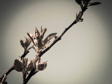 Ağaçlardaki tomurcuklar ve yeşil yapraklar. Bahar mevsimi doğası. Soyut filtre, boşluğu kopyala.