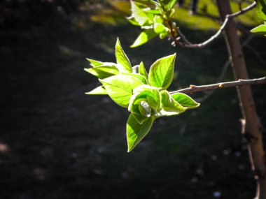 Dal üzerinde yeşil yapraklar büyüyor. Bahar mevsimi doğası. Boşluğu kopyala.