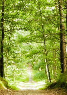 Yeşil ormanda yol. Yaz ormanı manzarası. Kuzey Polonya doğası. Seyahat ve doğa kavramı.
