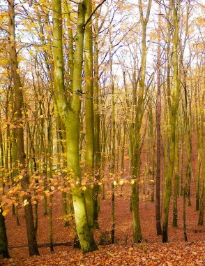 Sonbaharda Polonya ormanı. Doğa konsepti.