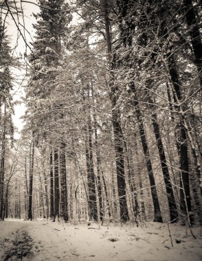 Kış orman manzarası. Doğal arka plan. Sanatsal soyut bw filtre tonu.