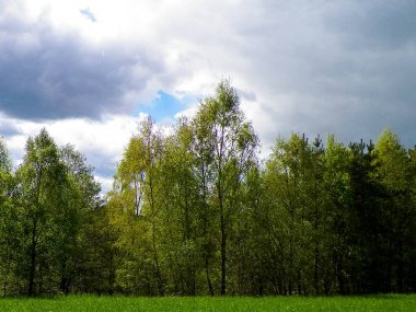 Kashubia 'da baharın başlangıcı. Kıştan sonra doğayı uyandırmak. Doğal arkaplan duvar kağıdı.