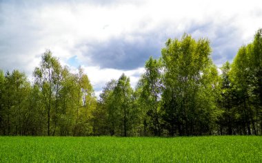 Kashubia 'da baharın başlangıcı. Kıştan sonra doğayı uyandırmak. Doğal arkaplan duvar kağıdı.