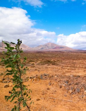 Çöl ve dağlar Lanzarote adasının tipik bir manzarasıdır. Kanarya Adaları takımadaları.