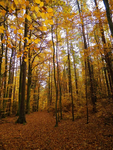 Польский Лес Осенью Концепция Природы Стоковая Картинка