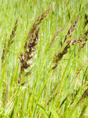 Yaz otlağında çimleri kapatın. Doğa geçmişi, çiçek kavramı..