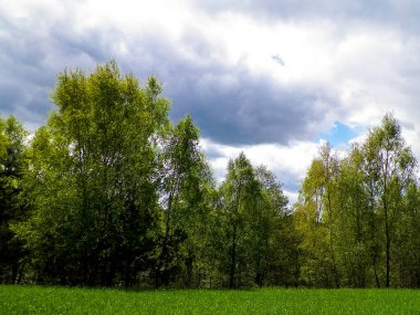 Kashubia 'da baharın başlangıcı. Kıştan sonra doğayı uyandırmak. Doğal arkaplan duvar kağıdı.