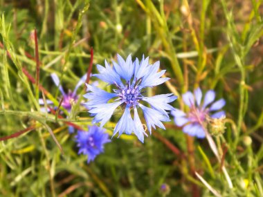 Çiçekli çayır, doğal arka plan olarak. Yaz doğası kavramı.