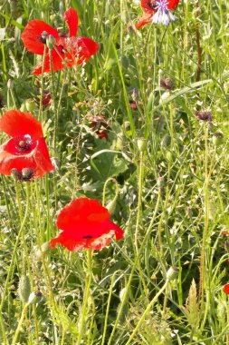 Doğa olarak gelincik çiçekli çayır. Doğa konsepti.
