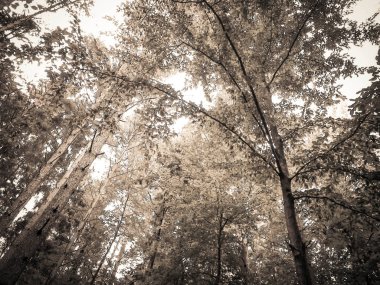 Forest tree branches as nature background. Copy space, abstract filter toned.