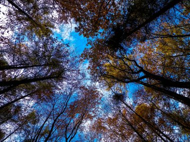 Sonbahar ağaçları mavi gökyüzüne karşı doğa arka planı olarak.