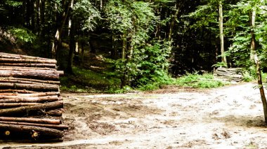 Kereste yığını. Orman kesme, çevre koruma kavramı.