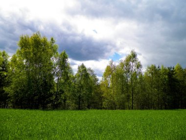 Kashubia 'da baharın başlangıcı. Kıştan sonra doğayı uyandırmak. Doğal arkaplan duvar kağıdı.