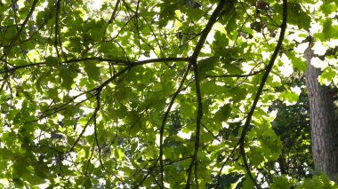 Orman ağaçları doğanın arka planıdır. Yeşil yapraklı dallar, yazın Polonya doğası, kopyalama alanı.