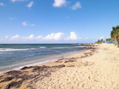 Kıbrıs adası Paphos City yakınlarındaki tropik palmiye, sahil ve Akdeniz manzarası. Seyahat kavramı.