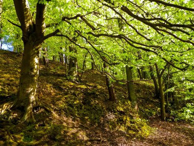 Yaz mevsiminde vahşi ormanın manzarası. Kuzey Polonya 'nın güzelliği, seyahat ve keşif konsepti.