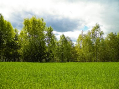Kashubia 'da baharın başlangıcı. Kıştan sonra doğayı uyandırmak. Doğal arkaplan duvar kağıdı.
