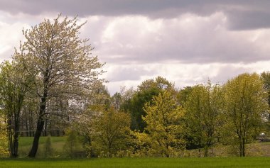Kashubia 'da baharın başlangıcı. Kıştan sonra doğayı uyandırmak. Doğal arkaplan duvar kağıdı.
