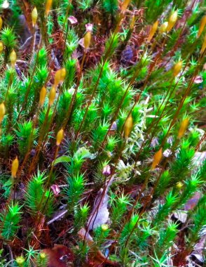 Close-up of forest moss and lichen. The beauty of nature as a background.