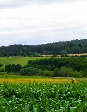 Wiezyca 'nın tarlaları ve çayırları. Kuzey Polonya, Pomerania 'daki Kashubia bölgesinin güzel doğası.