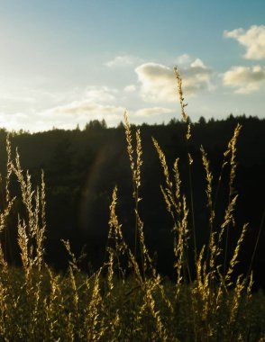 Günbatımı gökyüzü arka planında çimenler. Doğa arkaplanı