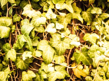 Green maple leaves as a natural background. Copy space.