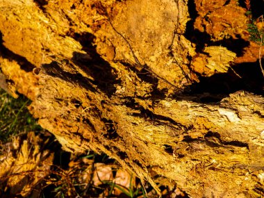 Rotten wood as nature background. Copy space.