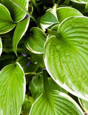 Hosta Mediovariegataleaves, doğa arka planı.