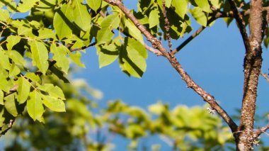 Dal ve yeşil yaprakların kapatıldığı Balkan florası, Galiçya Ulusal Parkı, Makedonya.