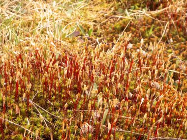 Close-up of forest moss and lichen. The beauty of nature as a background.