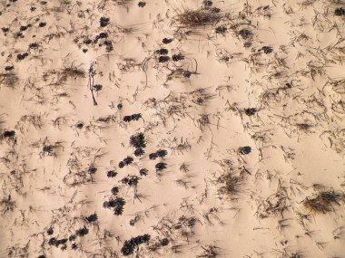 Cones and sand as a natural background. Copy space.