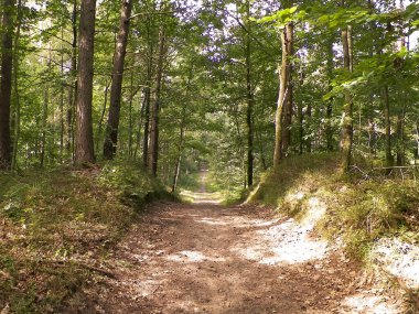 Yeşil ormanda yol. Yaz ormanı manzarası. Kuzey Polonya doğası. Seyahat ve doğa kavramı.