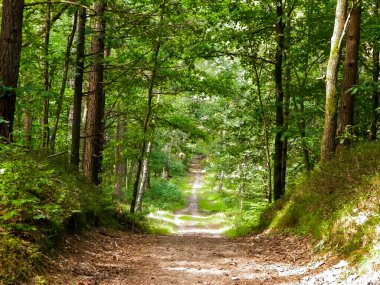 Yeşil ormanda yol. Yaz ormanı manzarası. Kuzey Polonya doğası. Seyahat ve doğa kavramı.