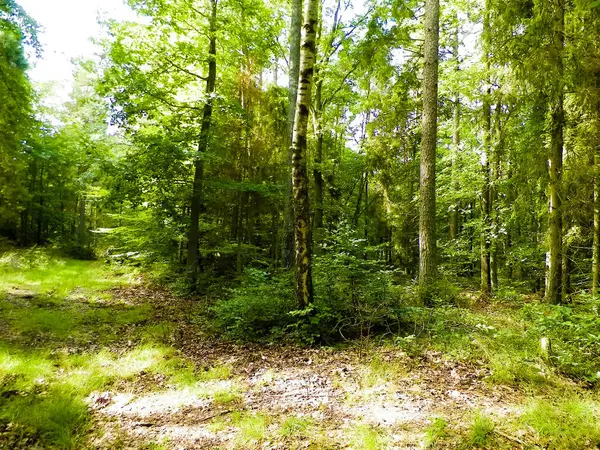 Vahşi orman manzarası. Yeşil orman güneşli bir günde, yaz mevsiminde. Güzel doğa Pomerania - Kuzey Polonya bölgesi.