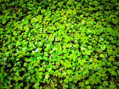 Yeşil sarmaşık yaprakları doğal bir arka plan. Boşluğu kopyala, doğa arkaplanı.