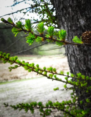 Close up of green pine needles on tree. Summer nature.