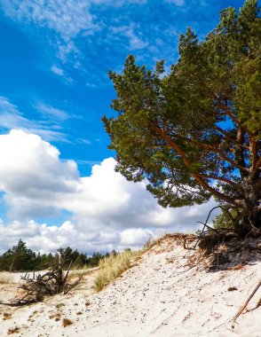 Stilo 'daki kum tepeleri, Leba. Kuzey Polonya 'nın kıyı bölgesi.