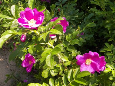 Pembe, yaban gülü desenli. Rosa acicularis - yaz doğa konsepti.