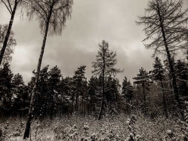 Kış orman manzarası. Doğal arka plan. Sanatsal soyut bw filtre tonu.