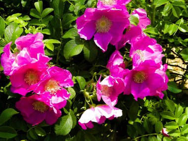 Pembe, yaban gülü desenli. Rosa acicularis - yaz doğa konsepti.