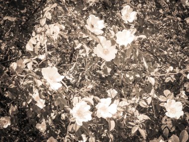 White, wild rose flofers. Rosa acicularis - summer nature background.