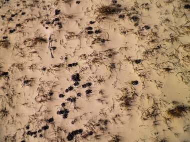 Cones and sand as a natural background. Copy space.