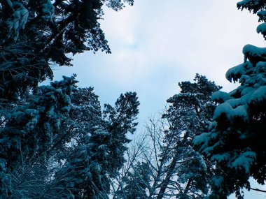 Branches covered with snow as natural background. Beauty of winter nature.