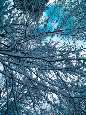Branches covered with snow as natural background. Beauty of winter nature.