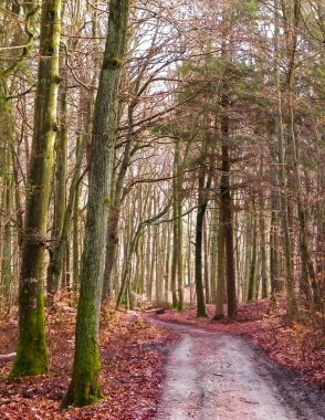Kış tatilinden sonra orman tekrar uyanır. Bahar güneşi ağaçların arasından doğuyor Polonya doğası. Doğa konsepti.
