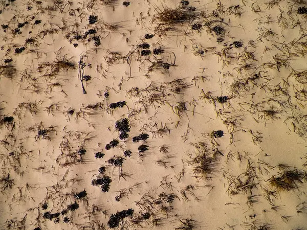 Cones and sand as a natural background. Copy space.