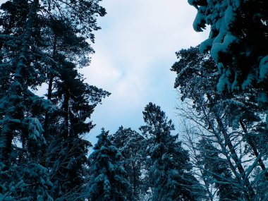 Branches covered with snow as natural background. Beauty of winter nature.
