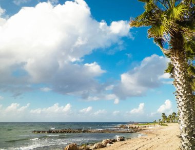 Kıbrıs adası Paphos City yakınlarındaki tropik palmiye, sahil ve Akdeniz manzarası. Seyahat kavramı.