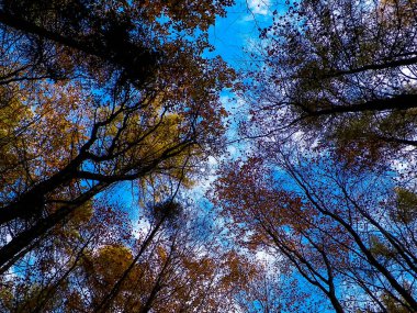 Sonbahar ağaçları mavi gökyüzüne karşı doğa arka planı olarak.